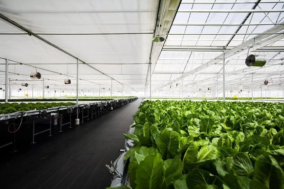 京东生鲜发布“超级省”计划，用花样黑科技引领农业技术升级