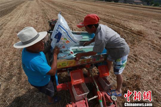 图为淮阳县白楼镇大郑行政村农民在收割后的麦田里播种玉米。　齐永 摄