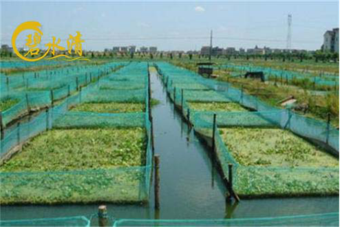 湖北碧水清生态农业泥鳅养殖为养殖户提供全方位保障