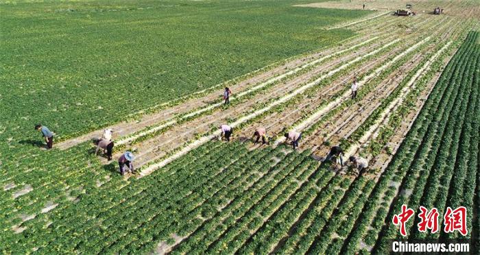 四川蓬安：万亩蔬菜基地“卡尺种菜”产品走俏海外