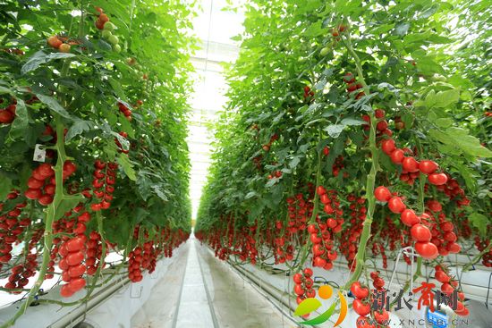 青岛绿色硅谷科技有限公司无土栽培西红柿.jpg