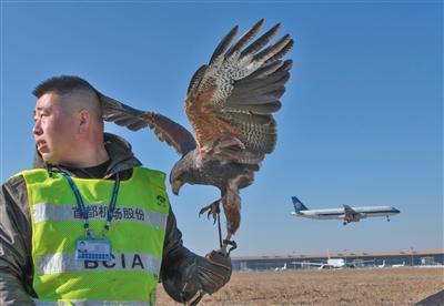 为飞机保驾护航 首都机场在国内率先使用鹰隼驱鸟
