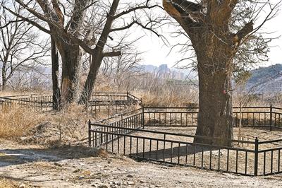 北京门头沟崇化寺300余岁古银杏树已加装护栏