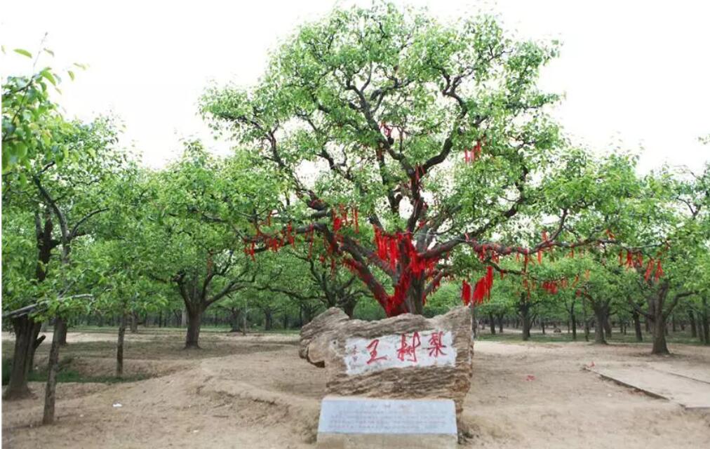 2021年中国宁陵梨花节将于3月25日绚丽启幕