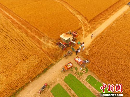 图为淮阳县白楼镇杜庄村丰收的麦田。　齐永 摄