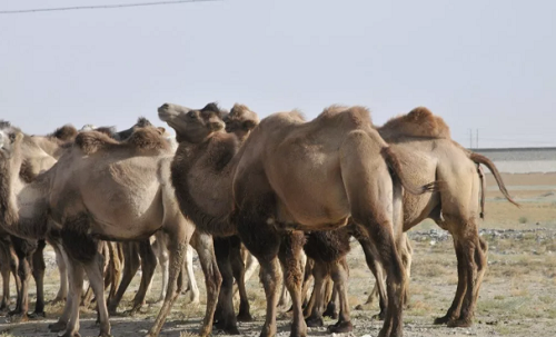 中国畜牧业协会教你选择纯正的骆驼乳产品