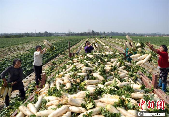 四川蓬安：万亩蔬菜基地“卡尺种菜”产品走俏海外