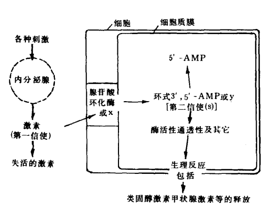 胞内第二信使信号传递.png