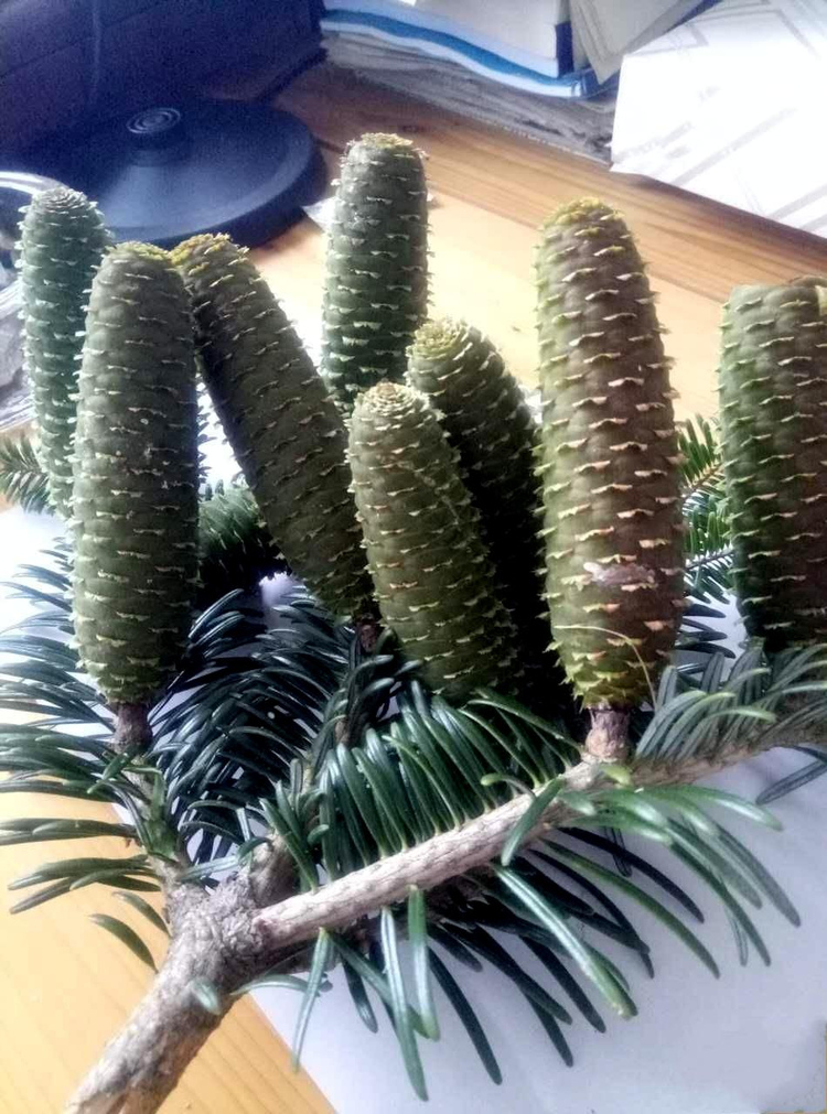 资源冷杉