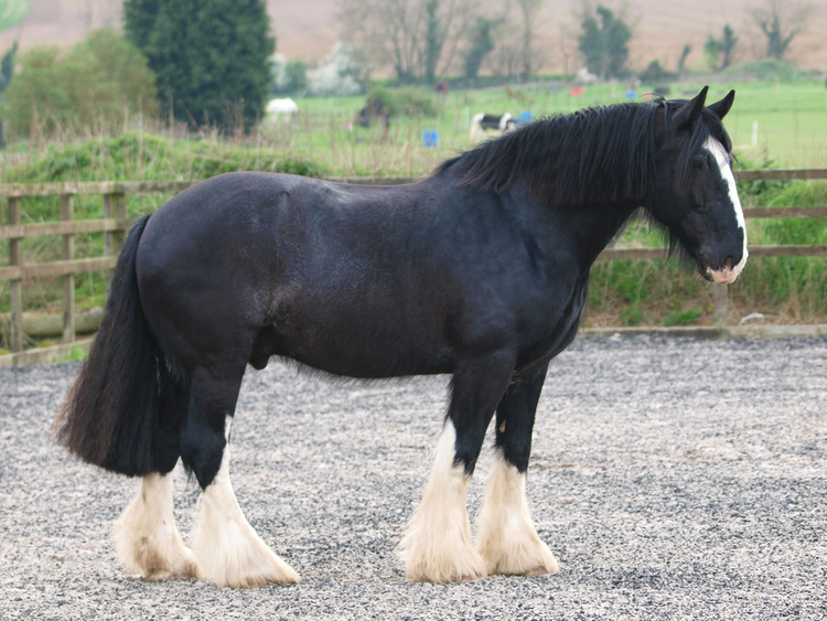 黑夏尔马Black Shire Horse