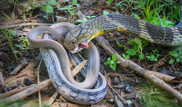 king-cobra-eating-pet-snake-thailand-820x481.jpeg