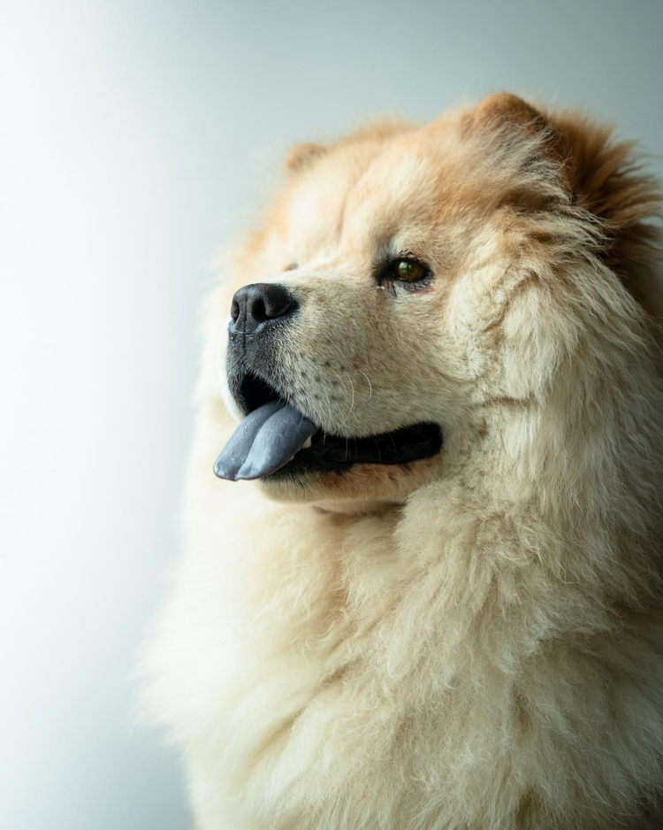 松狮犬