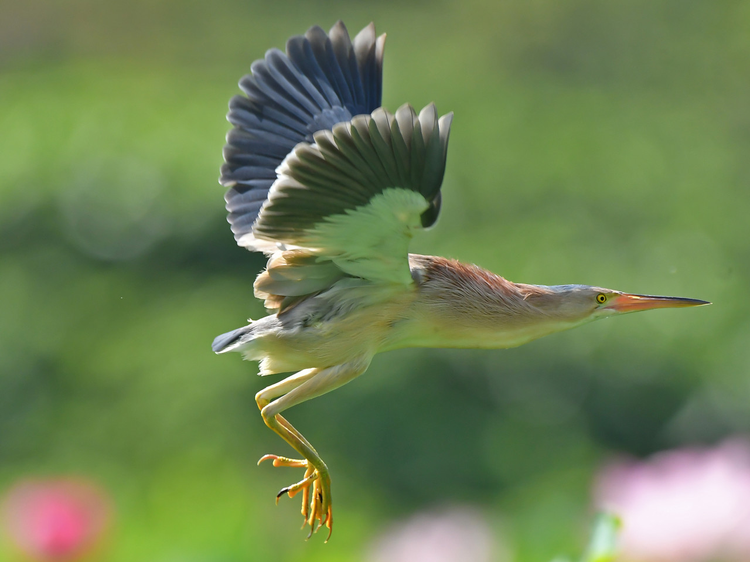 黄苇鳽