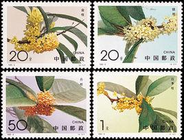 桂花