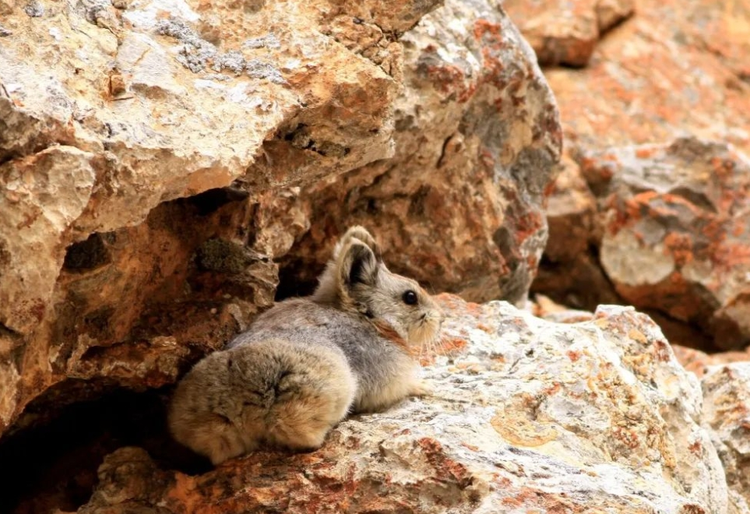 新疆维吾尔自治区