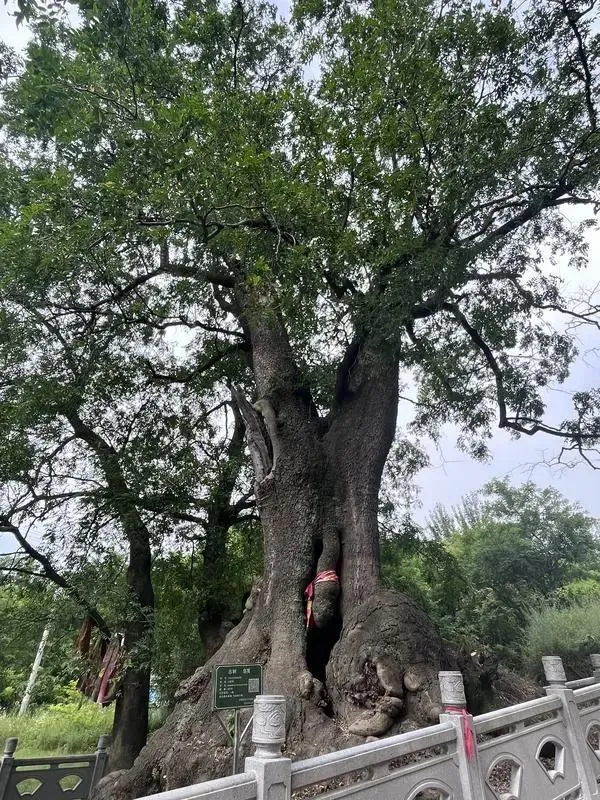 皂荚数.png