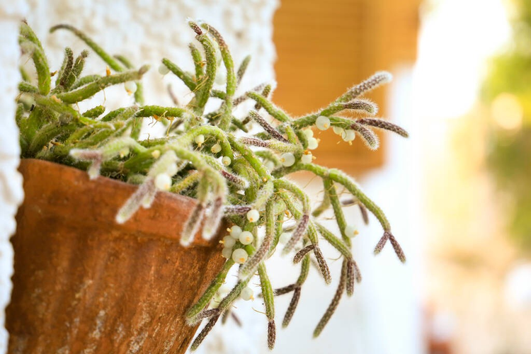 挂在墙上的陶罐里的美丽Rhipsalis Bachfera Horrida.jpeg