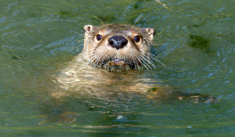水獭.png
