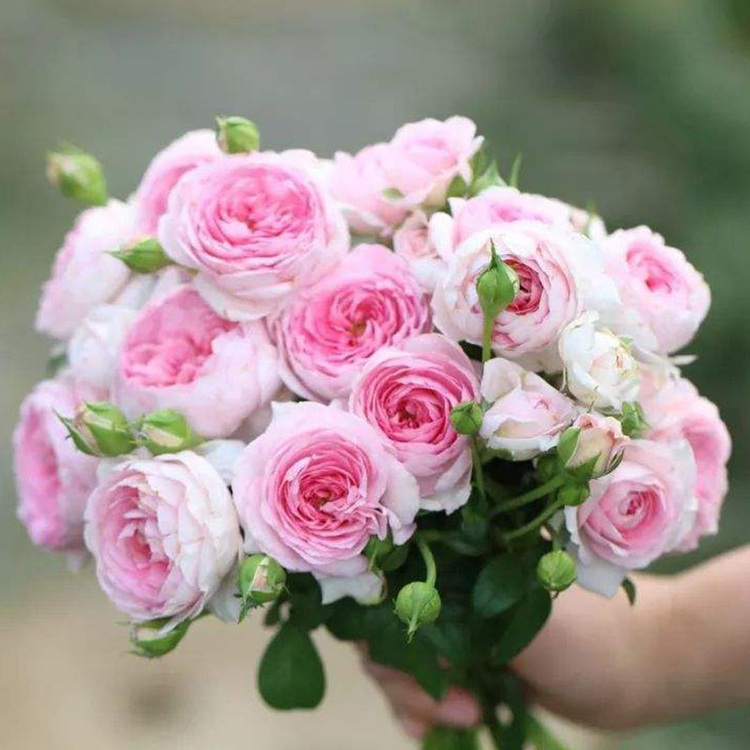 花卉