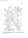 尾叶白珠