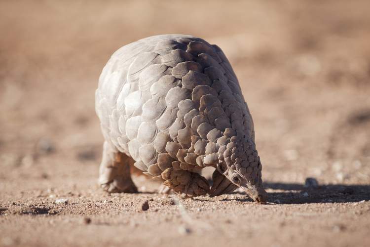 穿山甲寻找蚂蚁Pangolin searching for ants