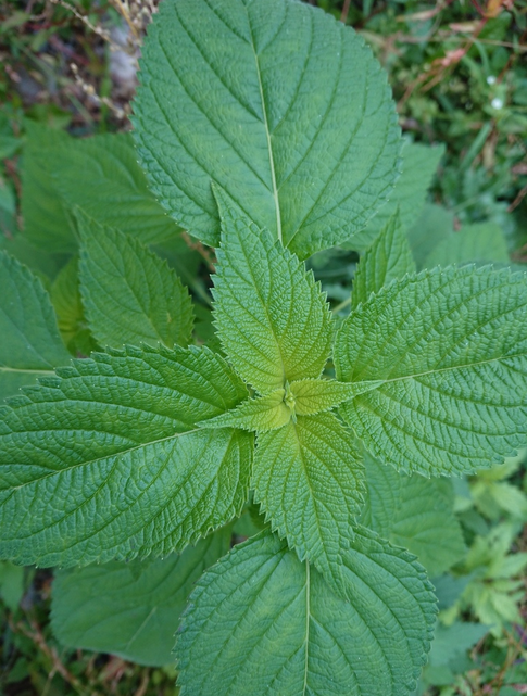 西班牙鼠尾草