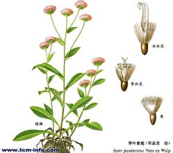 腺毛垂头菊