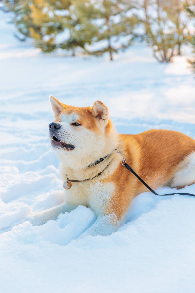 秋田犬