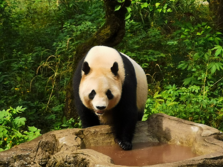 九龙坡区