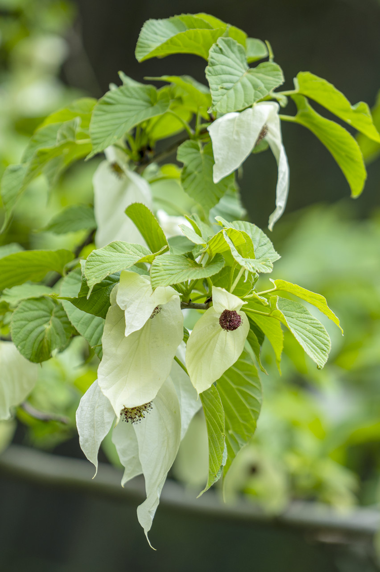 怒江傈僳族自治州