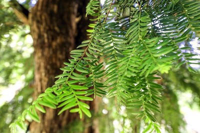 独家：秦岭“树代表” ——红豆杉