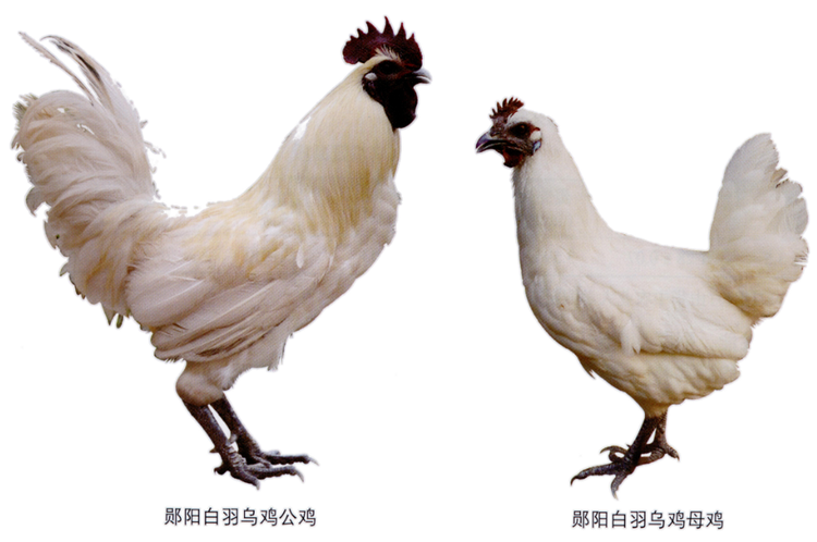 乌鸡