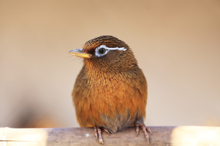 画眉thrush