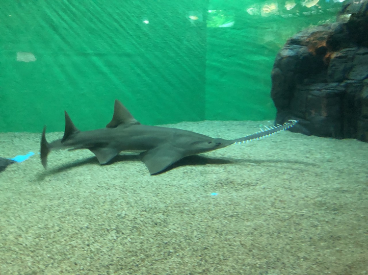 上海海洋水族馆