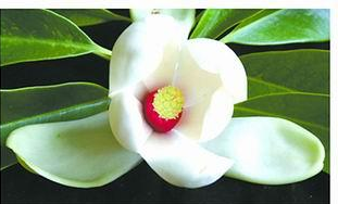 中国科学院武汉植物园