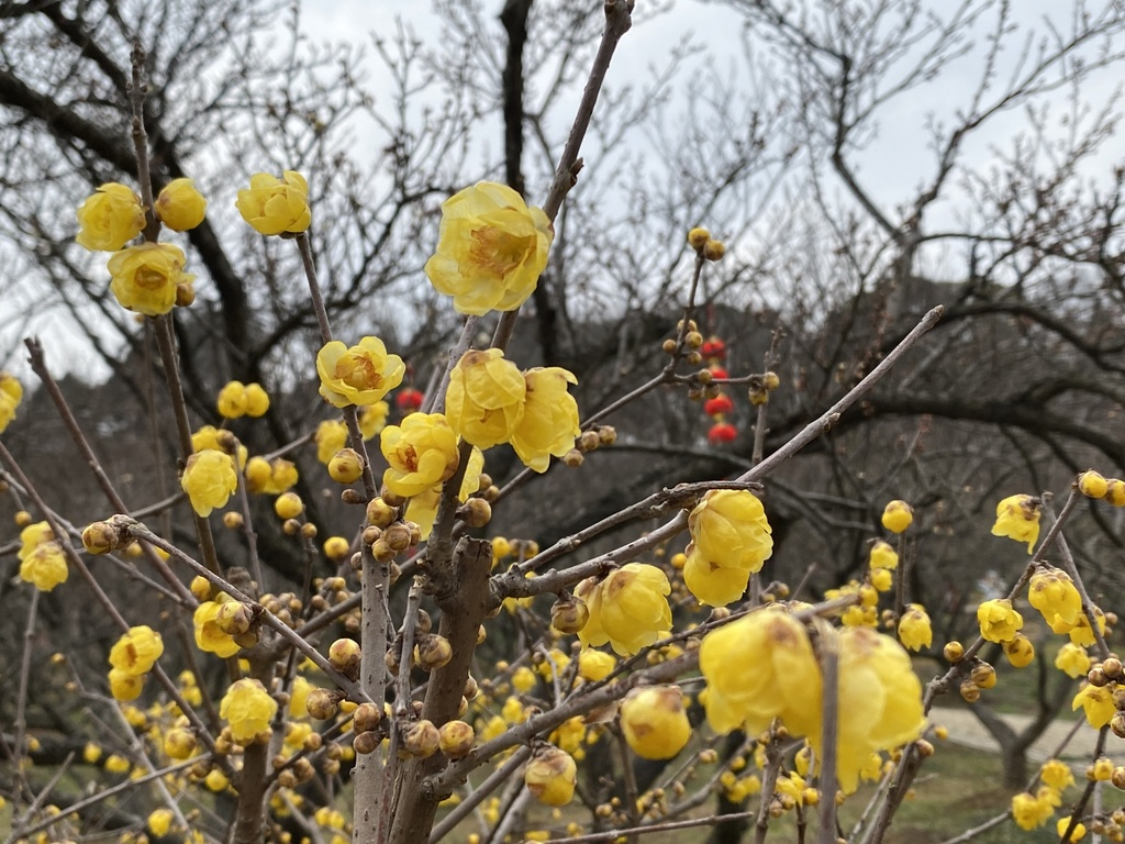 蜡梅