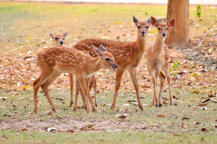 小梅花鹿Baby sika deer