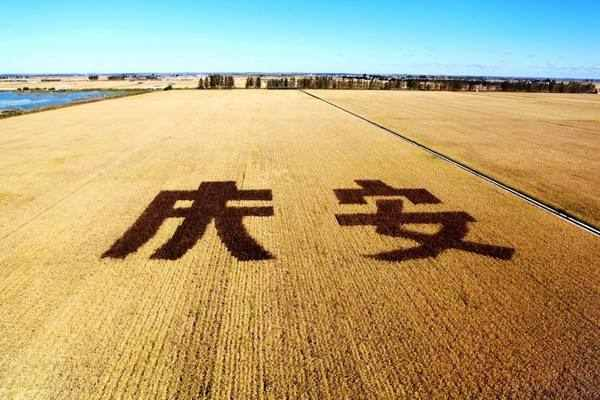 庆安大米