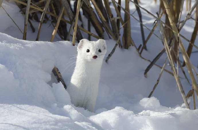 雪鼬