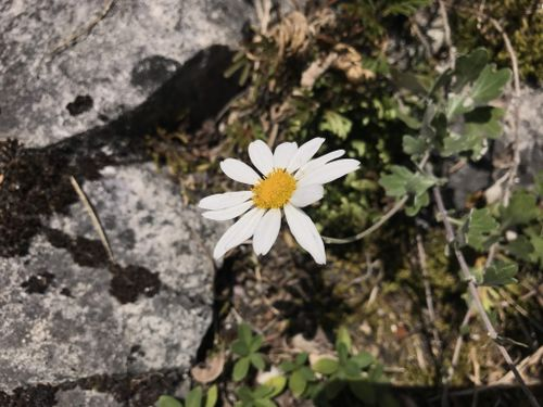 野菊