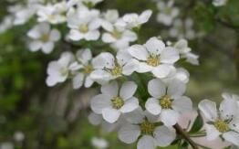 李叶绣线菊单瓣变种