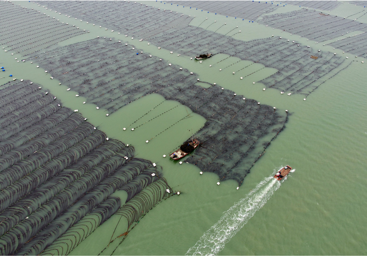 海带.png