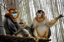 国家林业局甘肃濒危动物保护中心