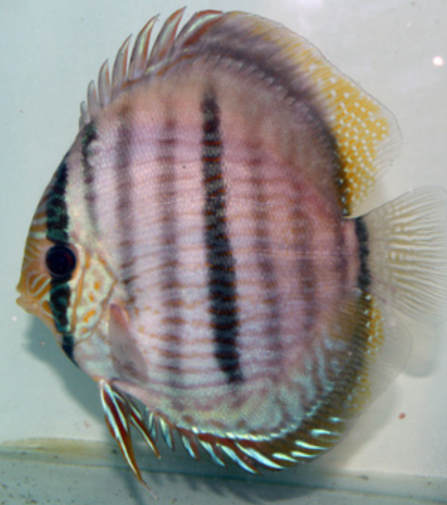 七彩神仙鱼