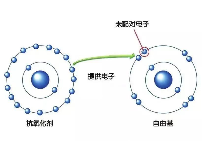 抗氧化剂