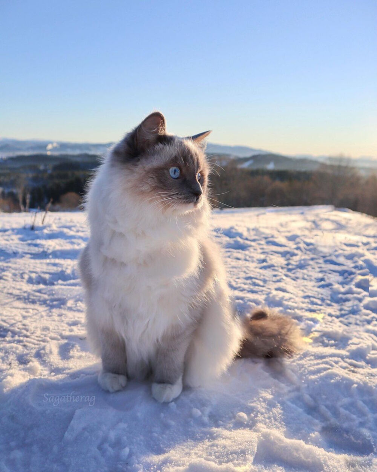 重点色英国短毛猫