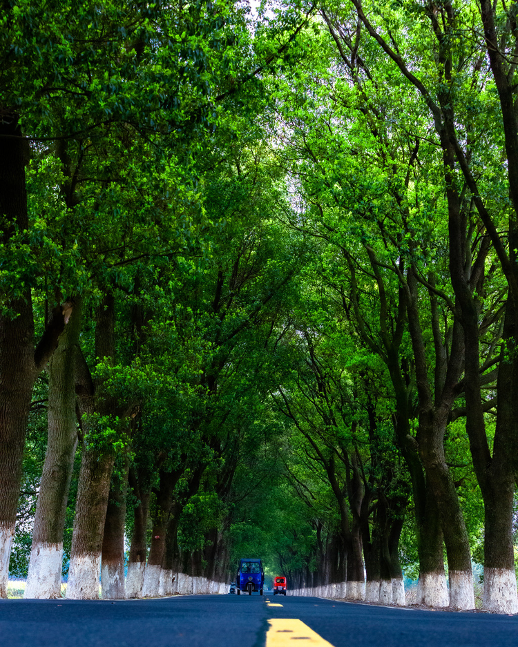 高高的香樟树，平坦的林荫道.jpeg