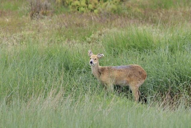 中国水鹿chinese water deer (Hydropotes inermis).jpeg