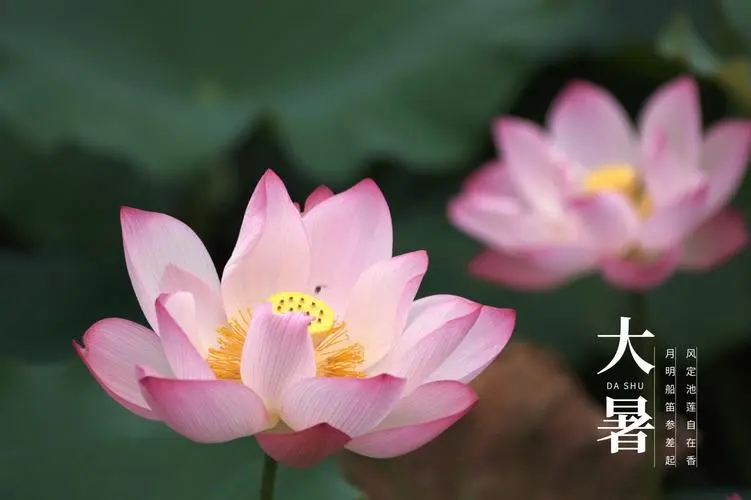 大暑