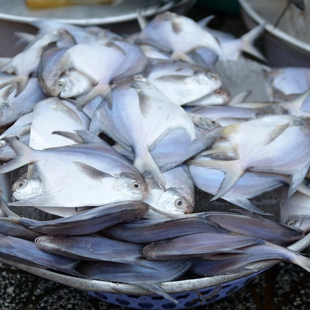 银鲳